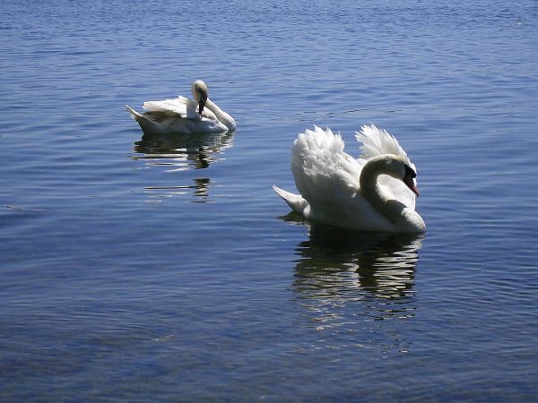Male and female swans